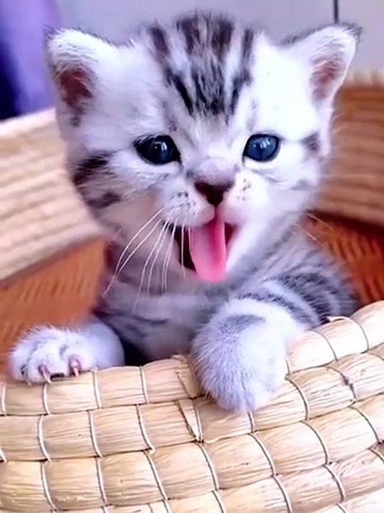 Cute cat