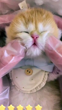 Beautiful cat | pets and animals | beautiful pets #trending #viral #usa #cats #shorts #funny