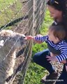 Funniest Baby and Animals Fails