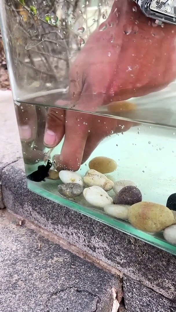 ⁣Beautiful Fishing | pets and animals | funny video #shorts #viral #fish #usa #pets