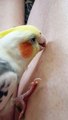 A parakeet waxes a leg   Une perruche épile une jambe