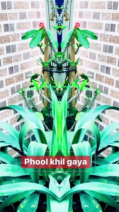Phool khil gaya