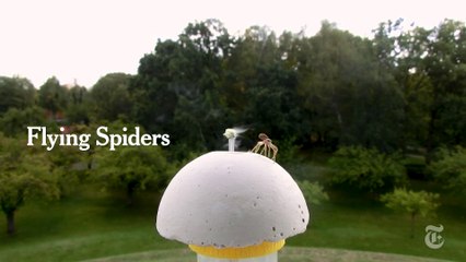 Oui les araignées peuvent voler !