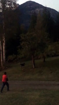 Un grizzly charge un homme armé d'un fusil (Canada) A grizzly bear charges a man with a gun