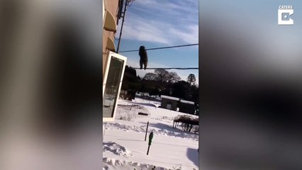 Singes en file indienne sur des câbles téléphoniques