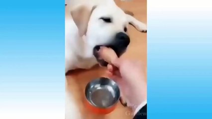 Funny animals complition videos #fuuny dog