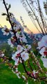 The Beautiful Blossom season in Gilgit Baltistan Pakistan