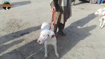 2-04-23 part01 | big market of dogs in pakistan | dogs mandi
