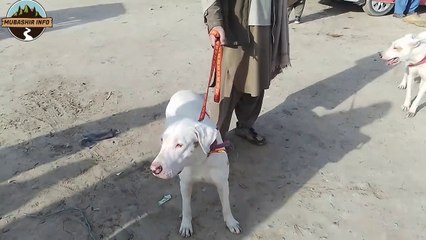 2-04-23 part01 | big market of dogs in pakistan | dogs mandi