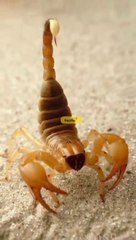 Scorpion poison very expensive inward