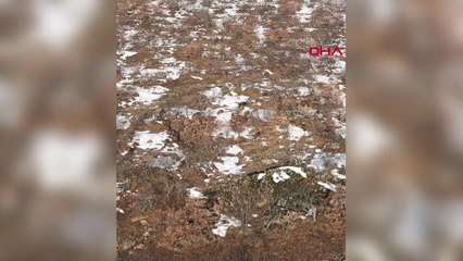 YABAN DOMUZU SÜRÜSÜ DRONLA GÖRÜNTÜLENDİ