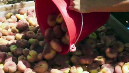 Nos Soleils Bande-annonce (RU)