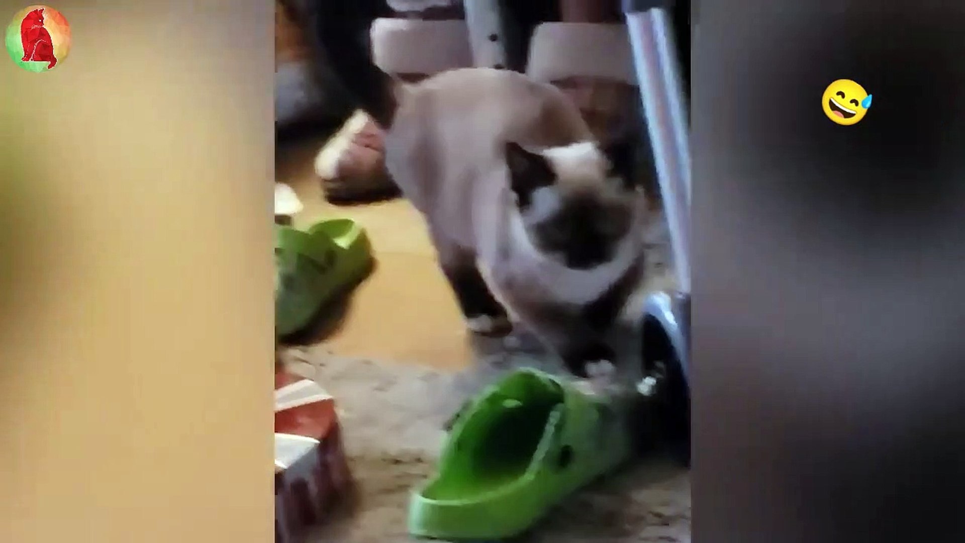 ⁣Funny Pets part-1