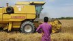 Wheat Harvesting in pakistan | Newholand 8060 wheat harvestingپاکستان میں گندم کی کٹائی |