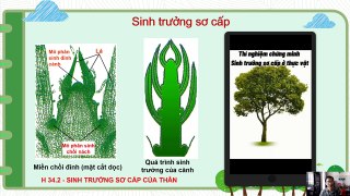 Sinh 11 - Bài 34 Sinh trưởng ở thực vật