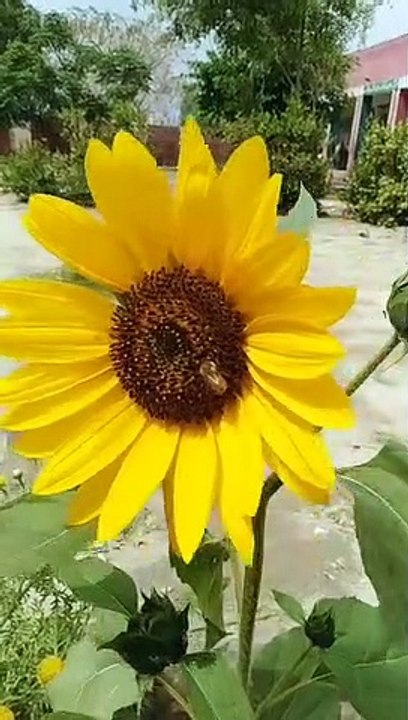 VID-20230403-WA0023