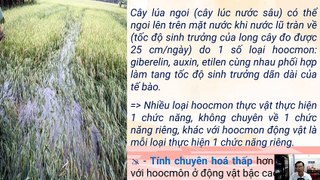 Sinh 11 - Bài 35 Hoocmon thực vật