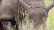 Bird suddenly disappears completely down into rhino's ear
