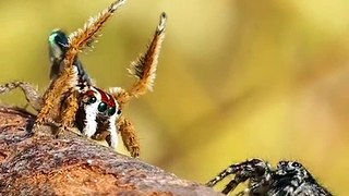 After all his dancing_ this Linnaeus_s peacock spider (Maratus linnaei) finally gets lucky on V day ❤️--_flynn_prall _ausgeo_spiderlover_arachnids