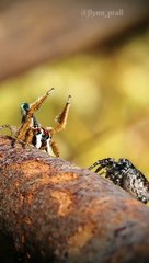 After all his dancing_ this Linnaeus_s peacock spider (Maratus linnaei) finally gets lucky on V day ❤️--_flynn_prall _ausgeo_spiderlover_arachnids