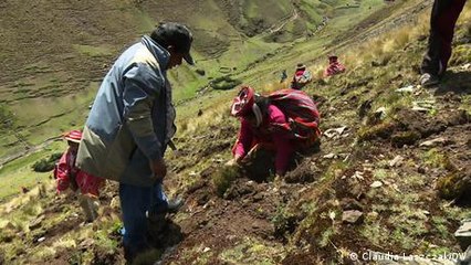 Árboles para salvar los glaciares tropicales