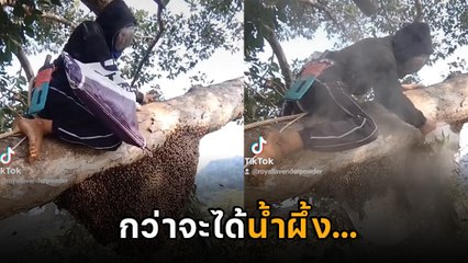 บรึ๋ยยย.. อาชีพสุดเสียว หาน้ำผึ้ง ถ้าไม่อยากนอน รพ. พลาดไม่ได้แม้แต่วินาทีเดียว