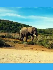 Elephant walking in jungle | kamran desi life