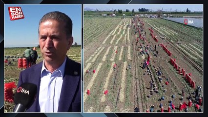 Adana’da turfanda soğan hasadı başladı