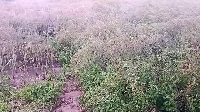 वीडियो न्यूज- पहले ही ओलावृष्टि से फसलें हो गई खराब: खेतों में भरा पानी, अब फिर बारिश की चेतावनी