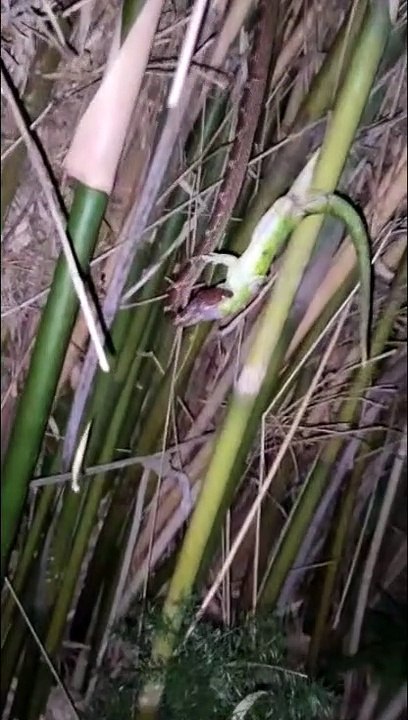 Gecko Vs couleuvre : qui ressort gagnant ?