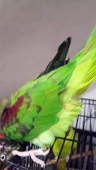 My indian ringneck talking parrot