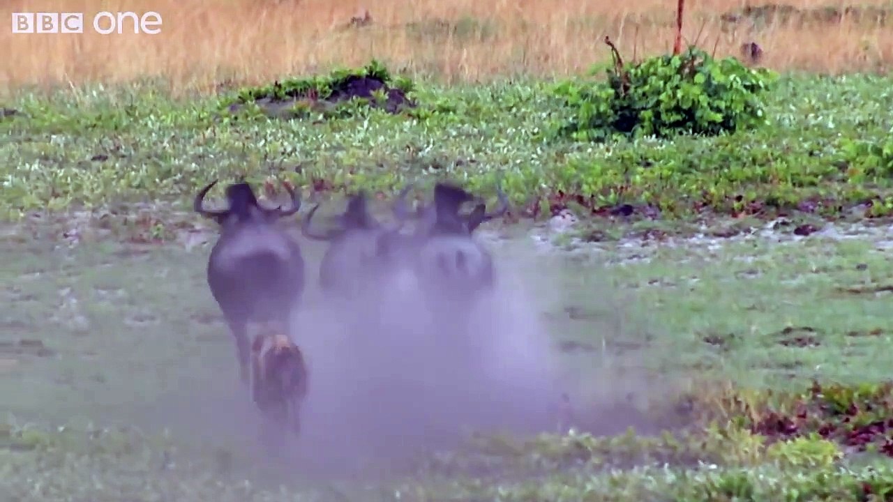 The power of the pack! Wild dogs' AMAZING relay hunting strategy  Life Story - BBC-h4SlAc2U1A4-720p-1654341530053
