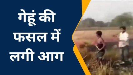 सिवान: बिजली का तार टूट कर गिरने से 2 बीघा गेहूं जलकर हुई राख