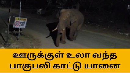 下载视频: கோவை: மீண்டும் ரீ என்ட்ரி பாகுபலி-பெரும் அதிர்ச்சி தகவல்!