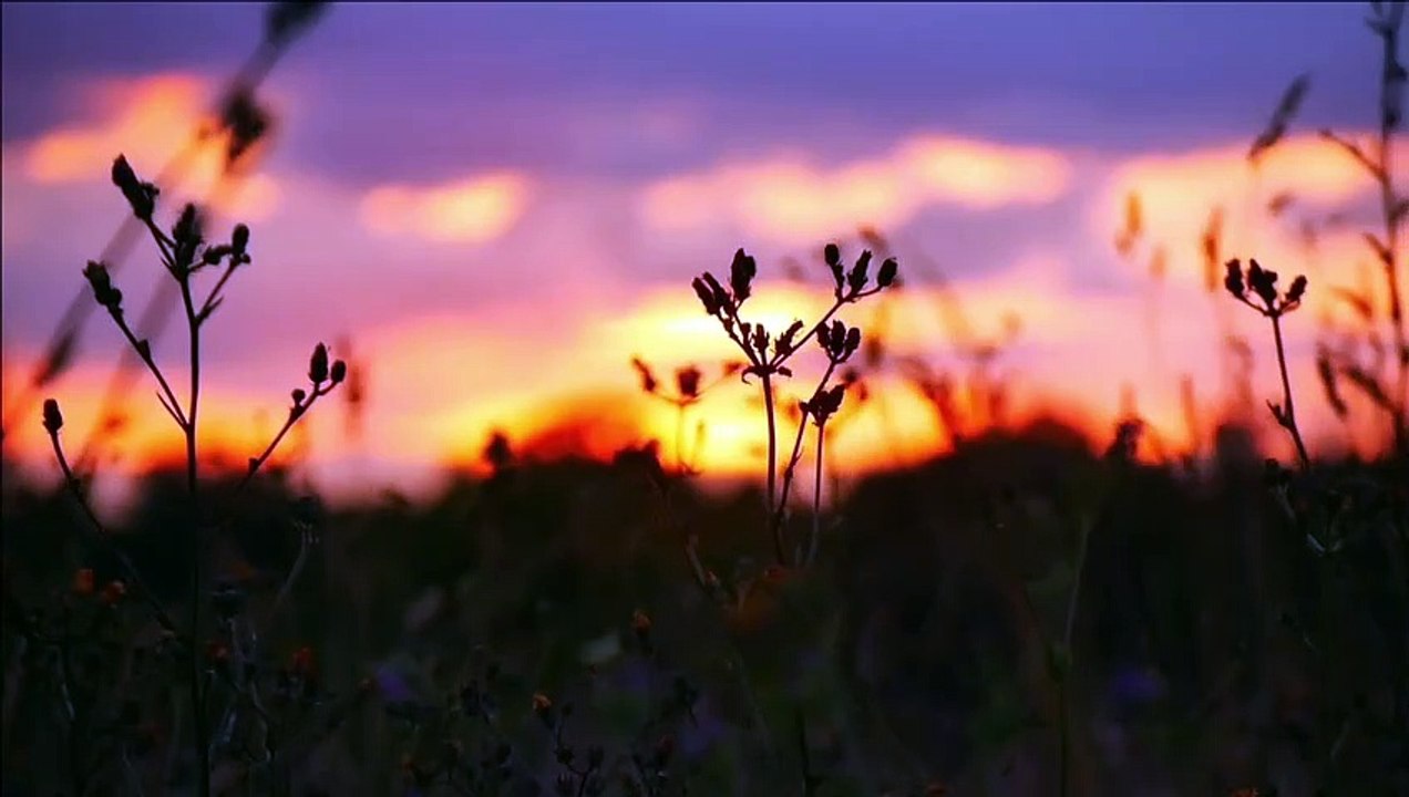 Free Nature Videos (beautiful views