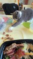 Cat Want To Eat Bones | Cat Funny Moments | Cute Pets |Funny Animals #animals #pets #cats #catvideos #cutepets #funny
