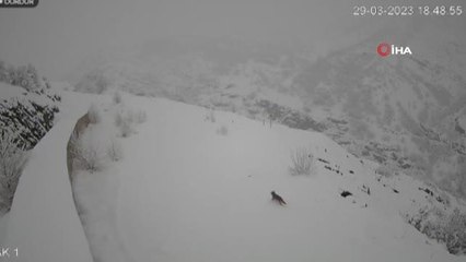 Aç kalan kurtlar köye indi