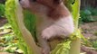Dog Eating Cabbage |Dog Funny Moments | Animals Funny Moments | Cute Pets | Funny Animals #animals #pets #dog #dogs #cutepets