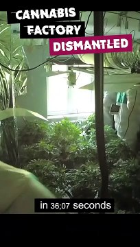 Bedfordshire Police dismantle cannabis factory in under 40 seconds