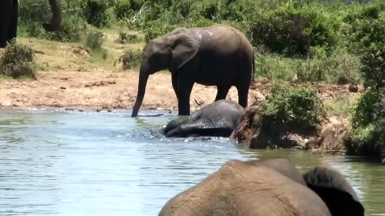 Addo National Park video - (Elephants; Lions; Buffalos; Kudu and many other wildlife)-gfHmDraO29w-720p