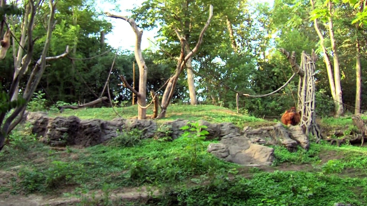 Orangutan Loves Gibbon Baby - Cincinnati Zoo 1080p
