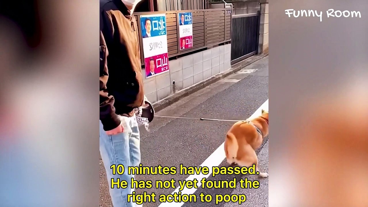 The Funniest Dogs Caught on Camera