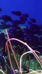 School of Blue Tangs