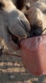 Camel eats salt