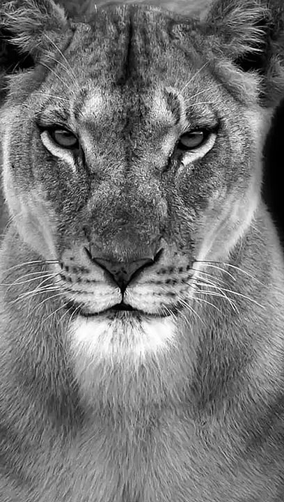 Lion attitude status