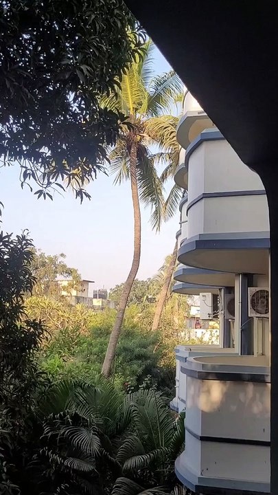 Amazing funny Monkey jumps tree to building in Odisha