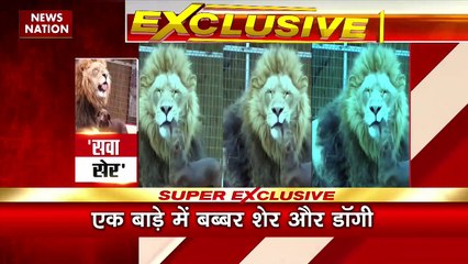 Lion-Dog Friendship : एक बाड़े में दिखे बब्बर शेर और डॉग