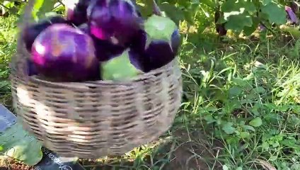 Download Video: Harvesting round purple eggplants for cooking _ Stuffed round eggplants with shrimps