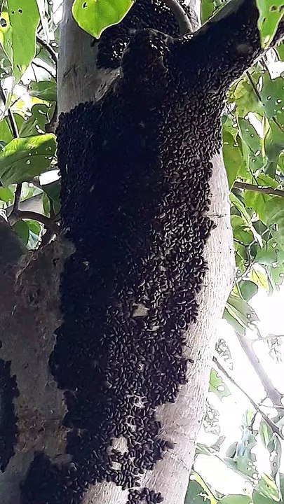 big Tree Infested With Weird black Bugs