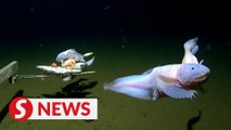 Scientists break record for deepest fish ever caught